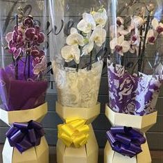 Gift Wrapped Orchid Plant