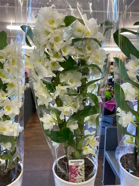 White dendrobium sales orchids